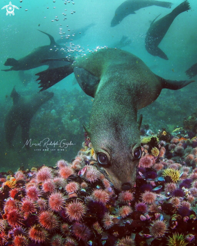 A Fur Seal