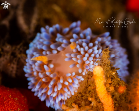 A Flaming Nudibranch