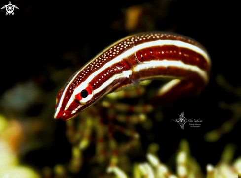 A Lepadichthys lineatus (Briggs, 1966) | Crinoid Clingfish