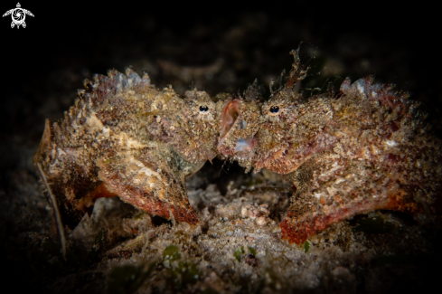 A False Stonefish