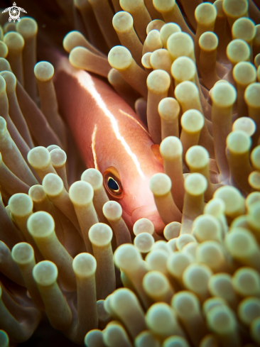 A Clownfish