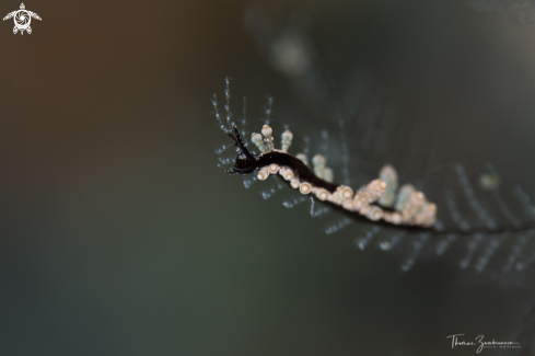 A Nudibranch 