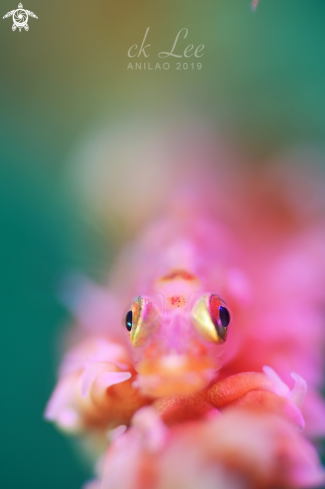 A Goby