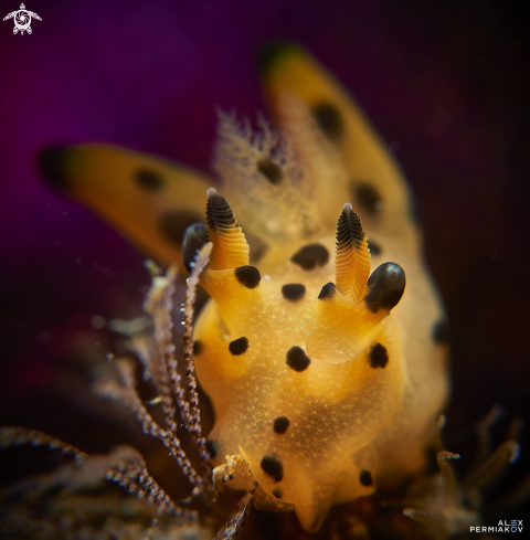 A Nudibranch