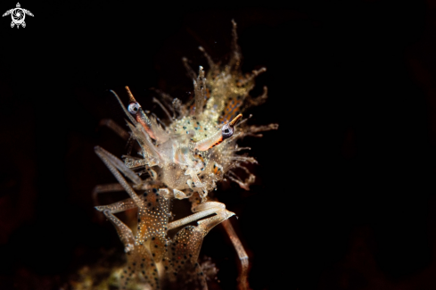 A Tiger shrimp