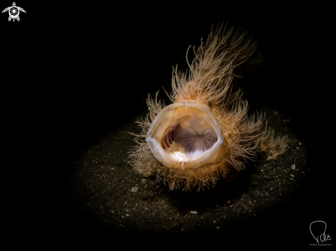 A Antennarius striatus | Hairy Frogfish