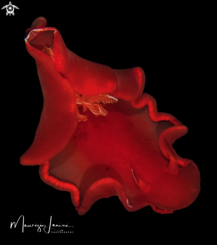 A ((Hexabranchus sanguineus) | Spanish dancer 