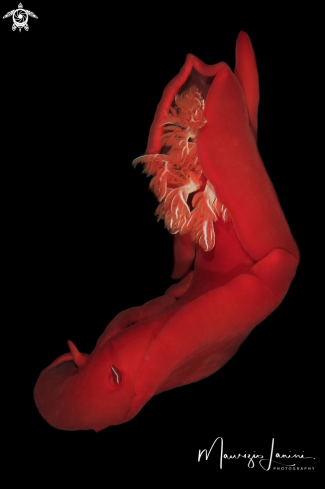 A Spanish dancer