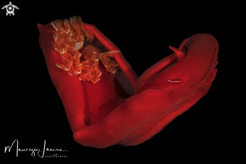 A ((Hexabranchus sanguineus) | Spanish dancer