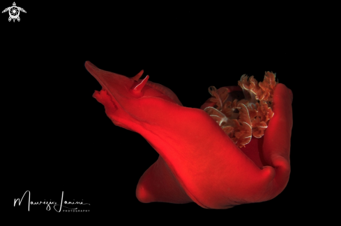 A Spanish dancer