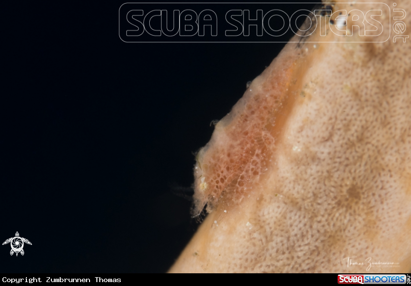 A Cryptic Sponge Shrimp