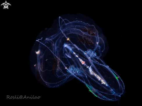 A Juvenile comb jellyfish