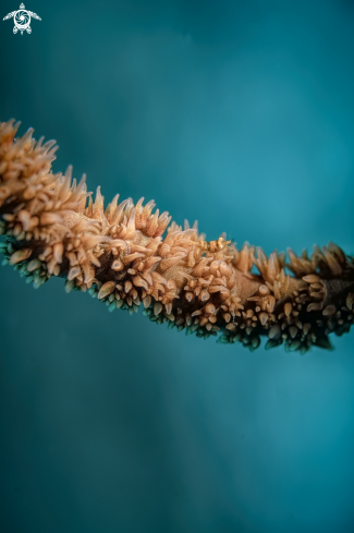 A Zanzibar Whip coral shrimp (Dasycaris zanzibarica)