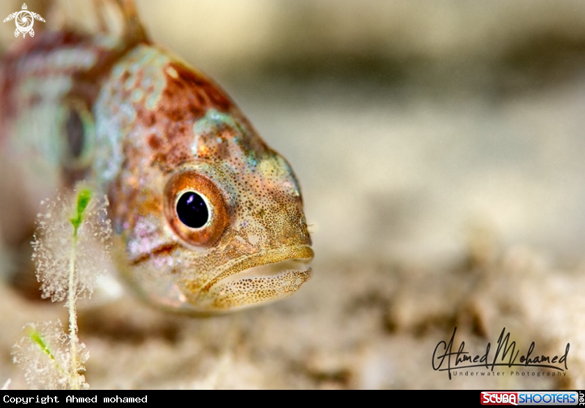 A Cardinal Fish 