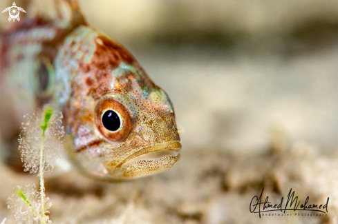 A Cardinal Fish 