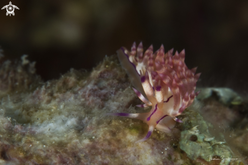 A Nudibranch 