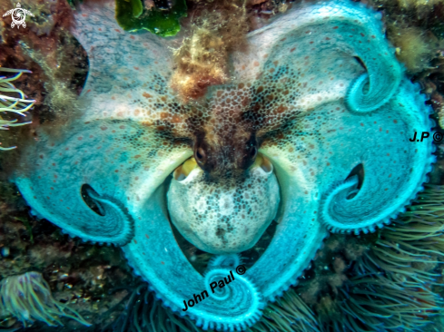 A Octopus vulgaris | Poulpe