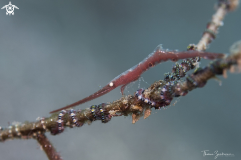 A Ocellated tozeuma Shrimp