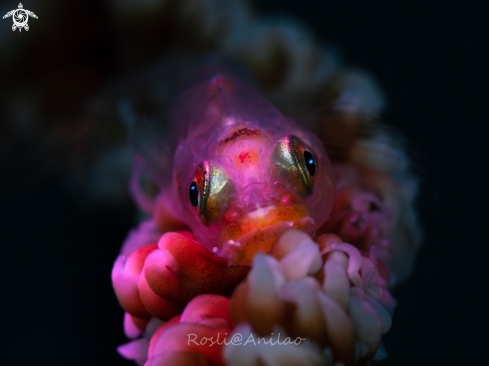 A Whip Coral Goby