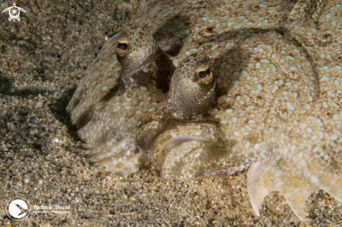 A Leopard Flounder