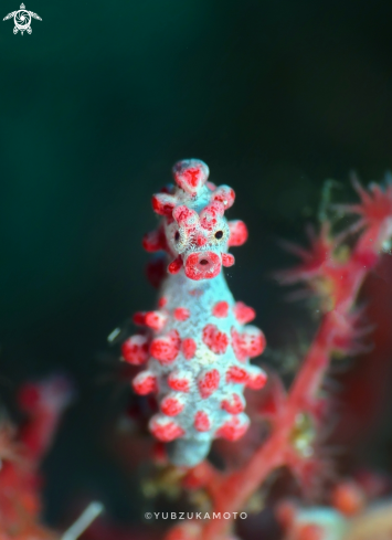 A Hippocampus Bargibanti | PygmySeahorse