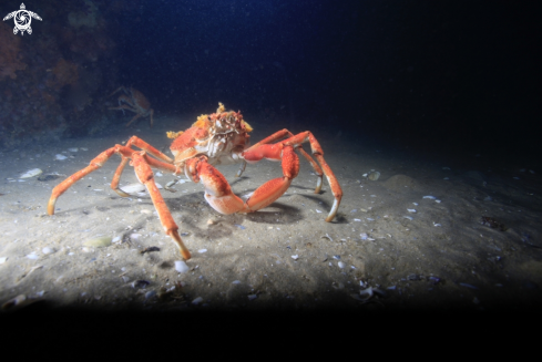 A Spider crab