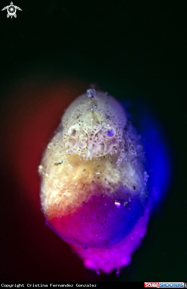 A Cryptic sponge shrimp