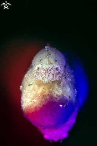 A Cryptic sponge shrimp