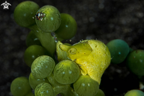 A Sap-Shucking slug