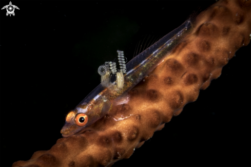 A Whip coral goby