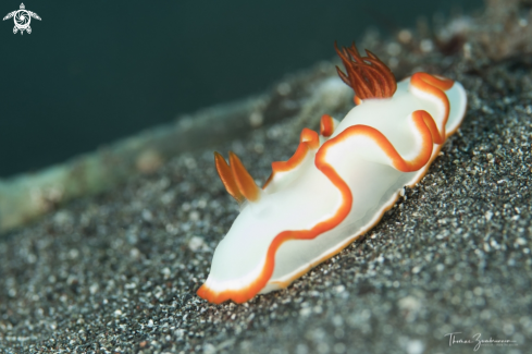 A Nudibranch 