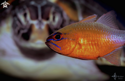 A Ostorhinchus aureus (Lacepède, 1802) - Chelonia mydas (Linnaeus, 1758)  | Ringtailed Cardinal Fish - Green Turtle