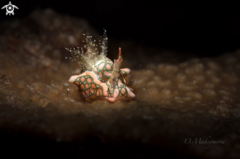 A Psychedelic batwing slug (Sagaminopteron psychedelicum)