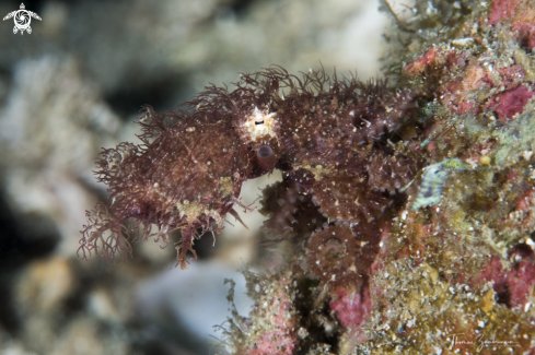 A Hairy Octopus