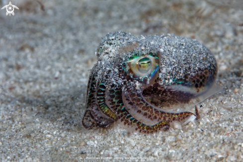 A Bobtail squid