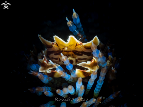 A Zebra Crab