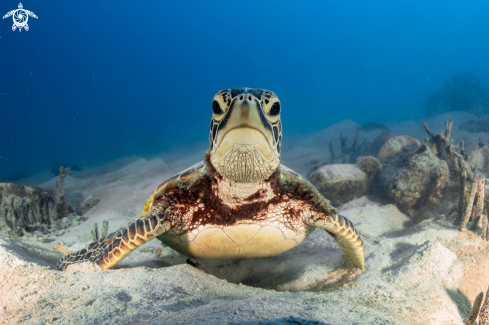 A Chelonia mydas | Green sea turtle