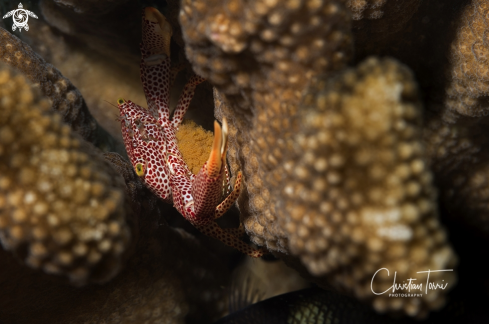 A hard coral crab