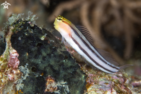 A Bath's Blenny