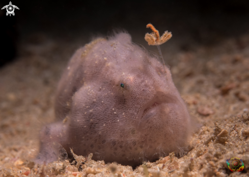 A Striated frogfish