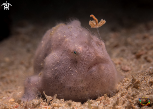 A Antennarius striatus | Striated frogfish