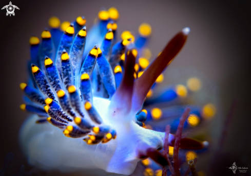 Trinchesia Seaslug