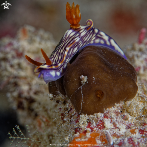 A Hypselodoris zephyra | Nudibranche