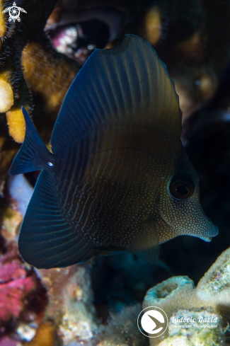 A Zebrasoma scopas (Juvenile) | Brushtail Tang