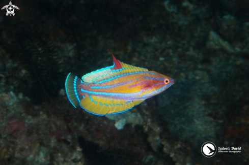 A Paracheilinus flavianalis (male courtship pattern) | Yellowfin Flasher