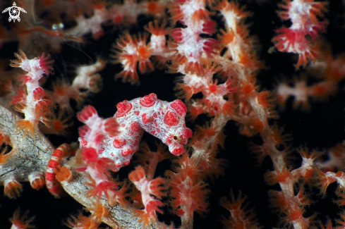 A Pygmy seahorse