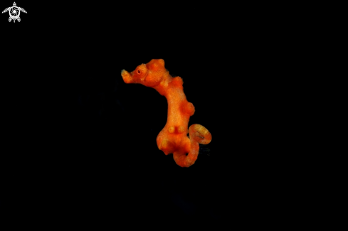 A Pygmy seahorse