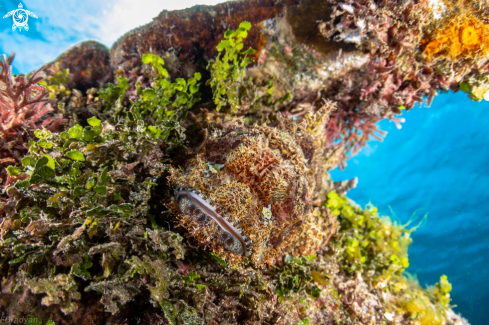 A Scorpenopsis possi | Scorpion fish