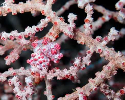 A Pygmy Seahorse