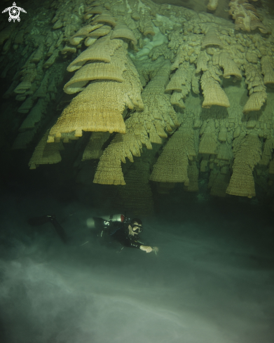 A Cenote Zapote